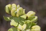 Largeflower milkweed